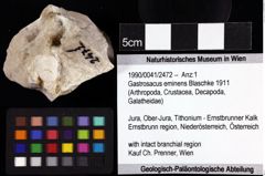 Foto (Objket + Etiketten) von Gastrosacus eminens (Blaschke 1911) 